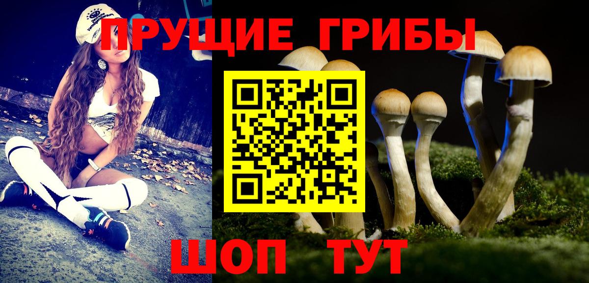 Псилоцибиновые грибы мицелий  Вход с VPN  Гатчина 